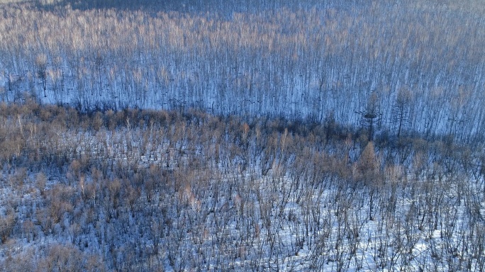 航拍林海雪原白桦林雪景