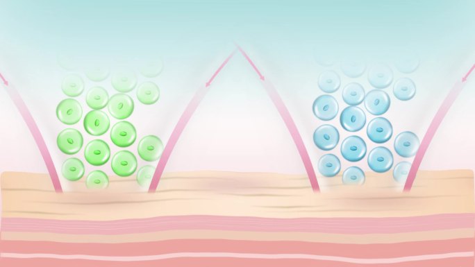 护肤美容细胞细胞壁MG动画