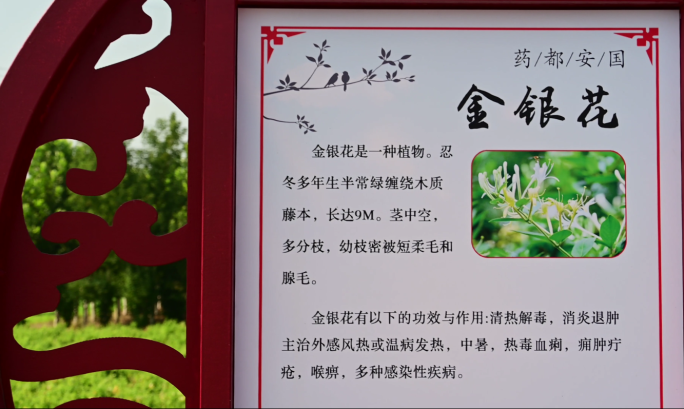 金银花中国传统中药清热解毒药材药食同源