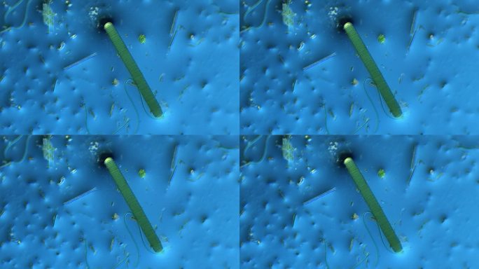 显微镜下的微观世界 颤藻