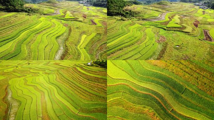 乡村振兴稻田航拍视频4K