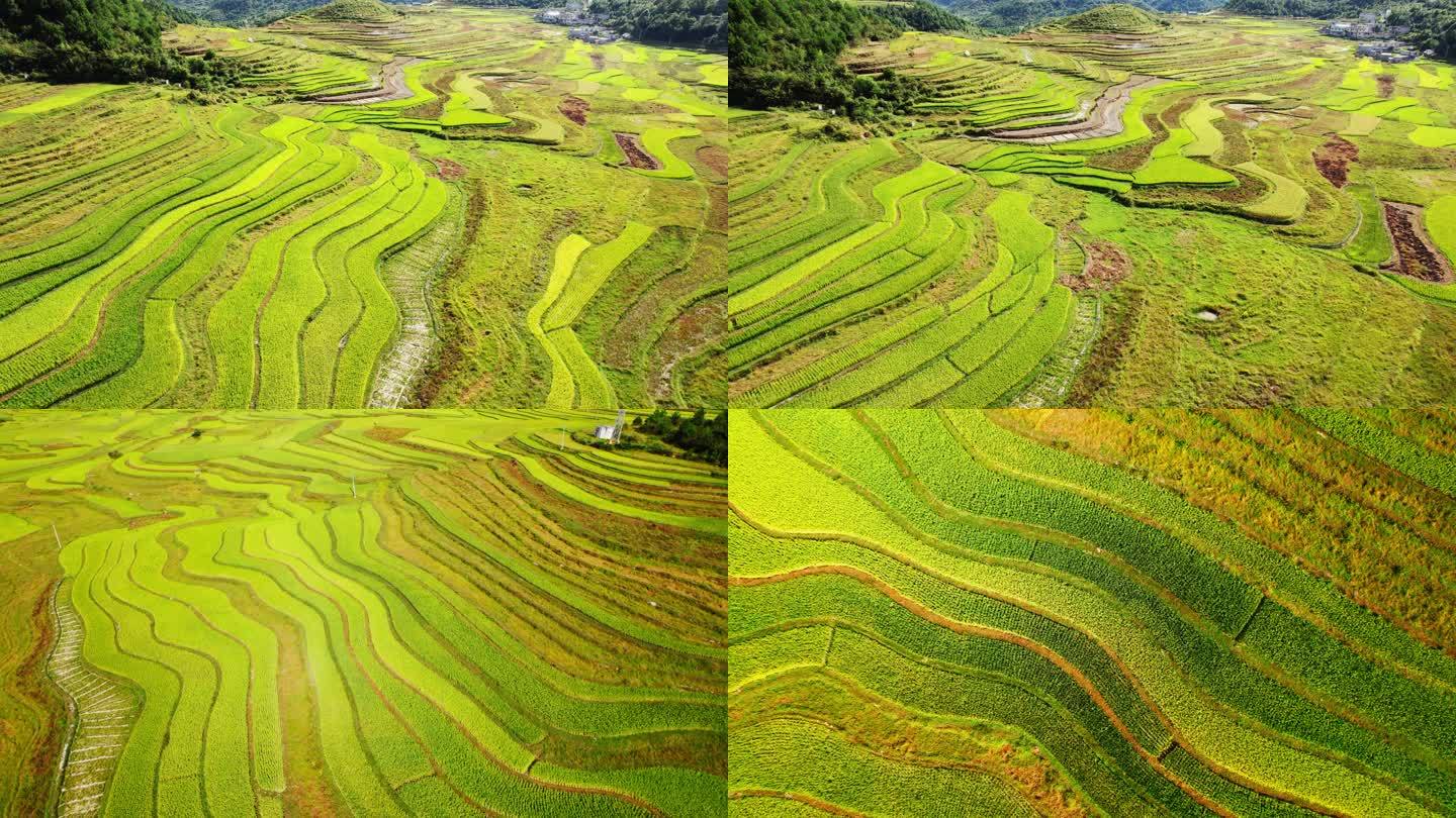 乡村振兴稻田航拍视频4K