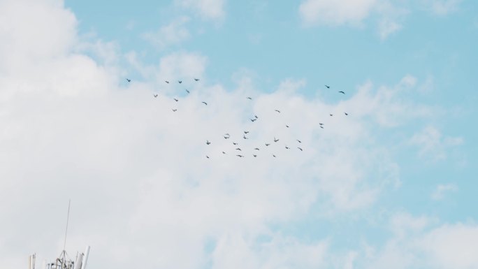 一群飞翔的鸽子