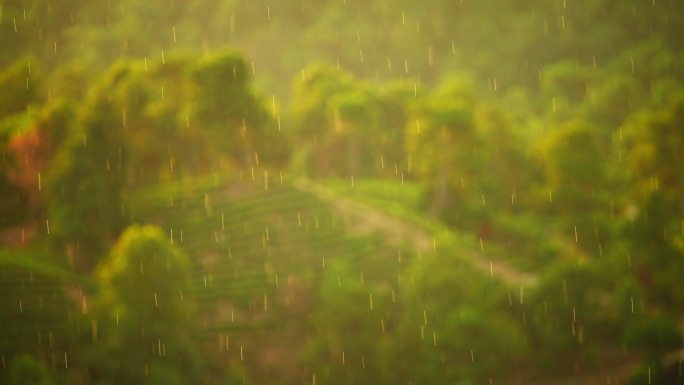 细雨蒙蒙大自然氧吧呼吸