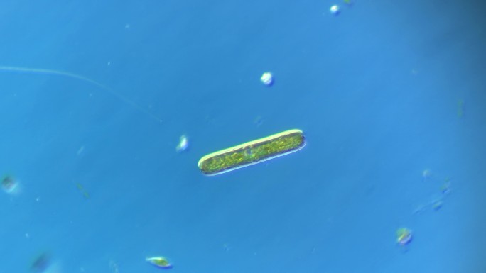 显微镜下的微观世界微生物 硅藻