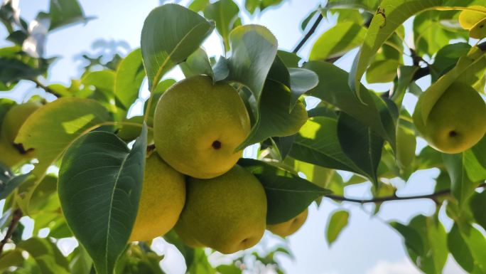 香梨成熟在梨树上的空镜