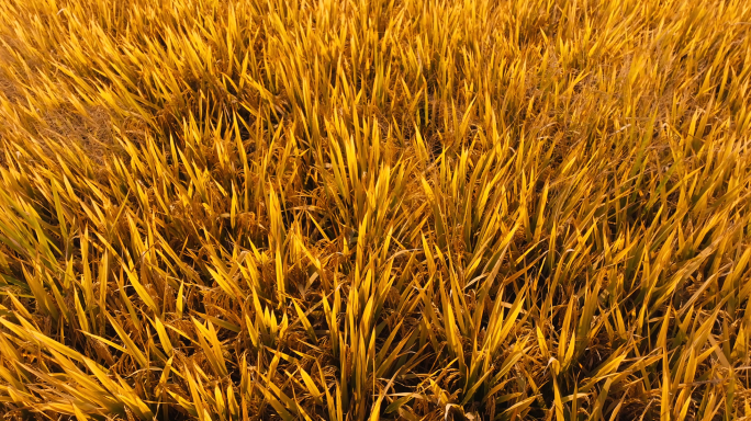 金色的稻田 稻谷丰收 稻田航拍 唯美稻田