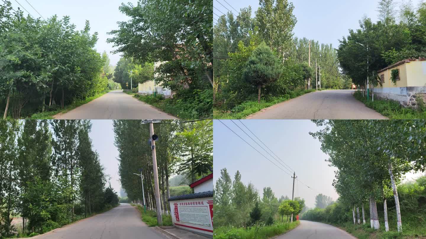乡村路上行驶镜头成排绿树