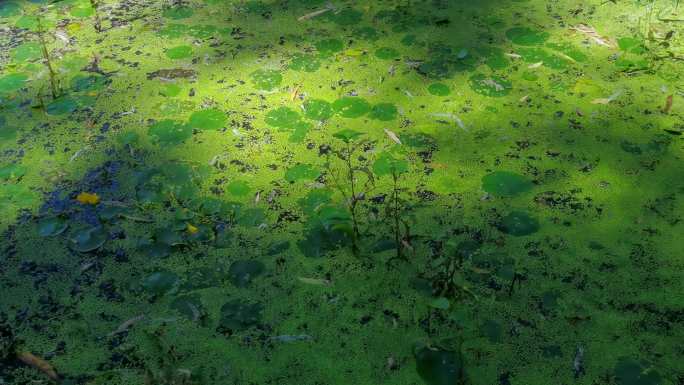 北方秋季池塘荷塘浮萍绿色生态美丽色彩
