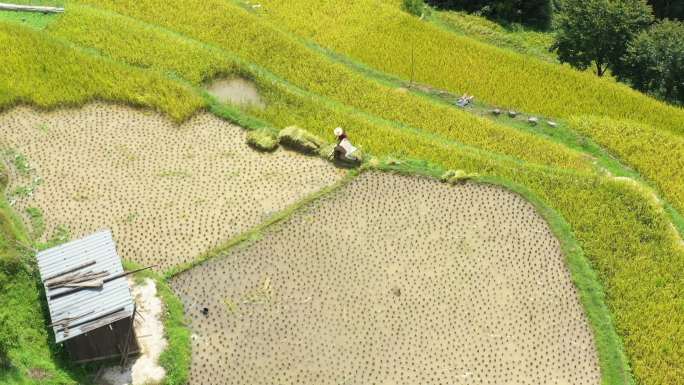 航拍贵州梯田农民收割水稻