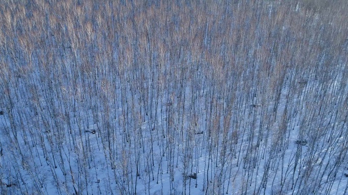 航拍林海雪原白桦林雪景