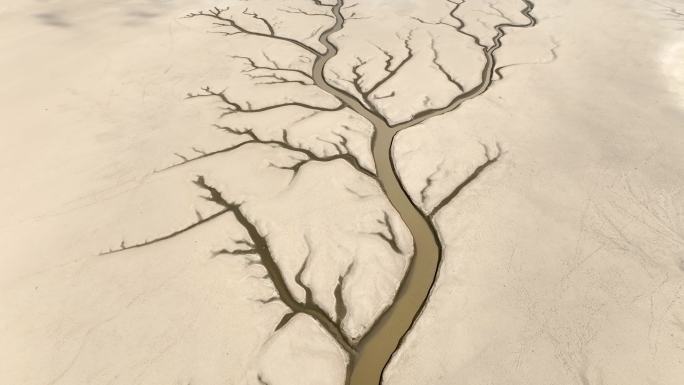 鄱阳湖生命之树航拍 4k