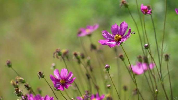 高清4k紫红花瓣蜜蜂采蜜微风农业植物秋天