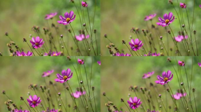 高清4k紫红花瓣蜜蜂采蜜微风农业植物秋天