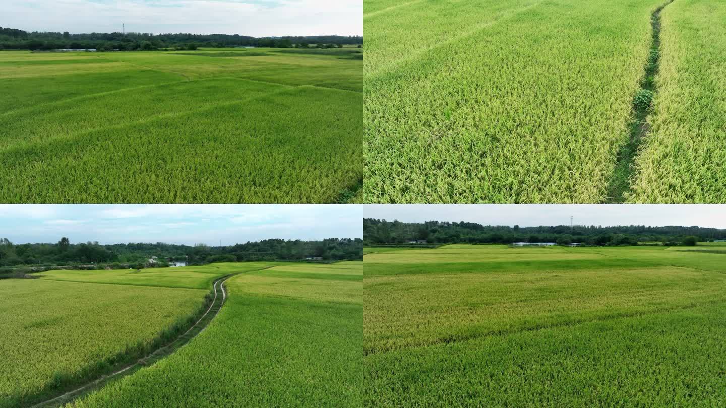 4K美丽的乡村稻田自然风景航拍