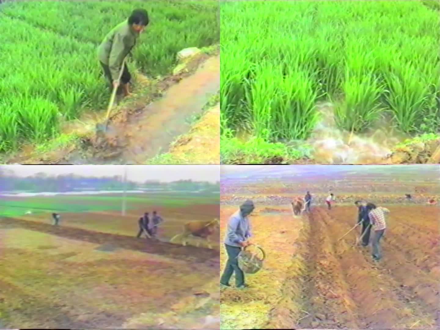 60年代农民劳作引水灌溉农田老影像1