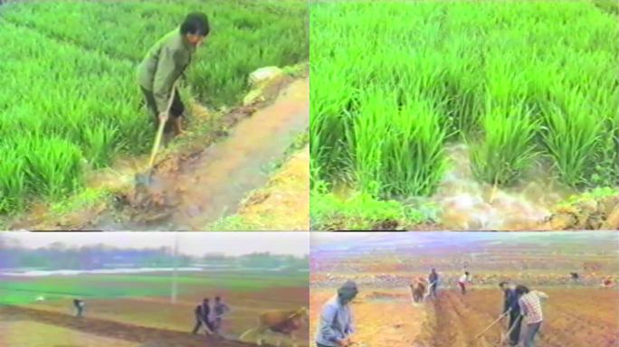 60年代农民劳作引水灌溉农田老影像1