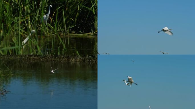 湿地白鹭和海鸥