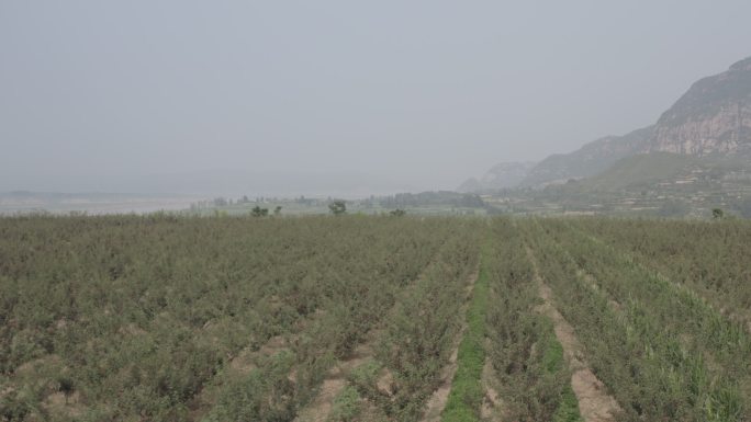 花椒种植乡村振兴农业种植航拍