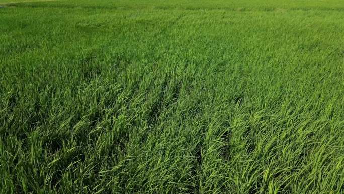 水稻种植基地稻谷田野4k