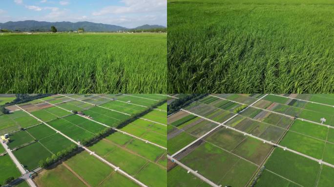 水稻种植基地稻谷田野4k