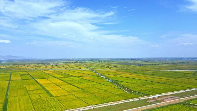 广袤平原大地粮食产区灌区农业