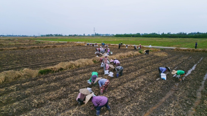 农民进行稻药轮作种植中药材
