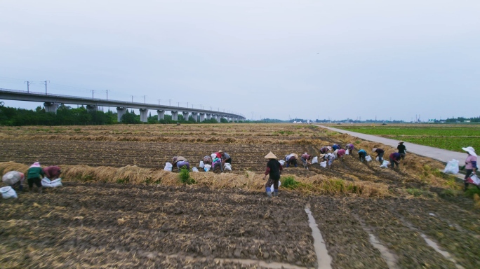 农民进行稻药轮作种植中药材