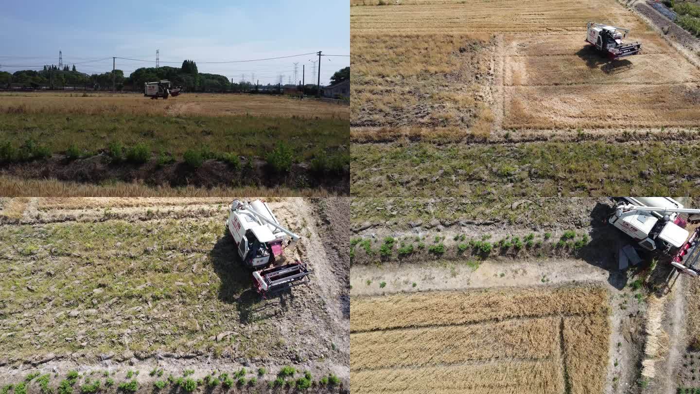 农村收割麦子