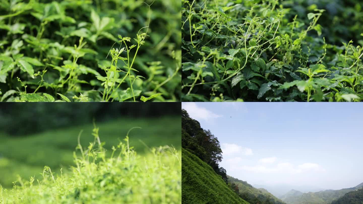 绞股蓝，种植，人间仙草，野生绞股蓝，茶