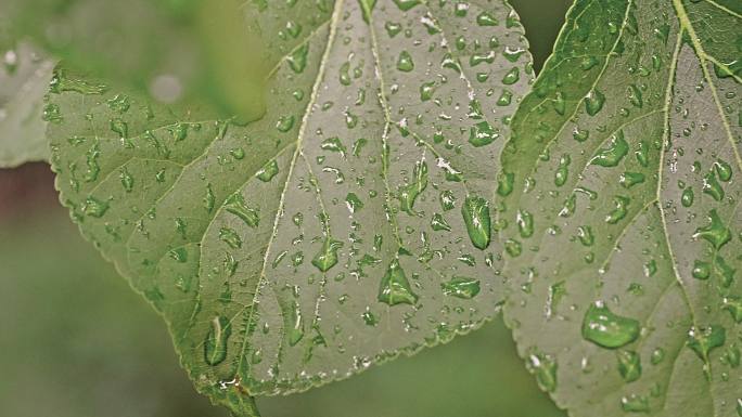 下雨后的绿色树叶与雨滴特写