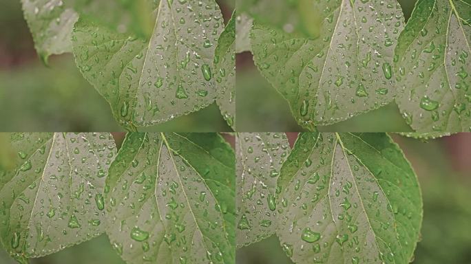 下雨后的绿色树叶与雨滴特写