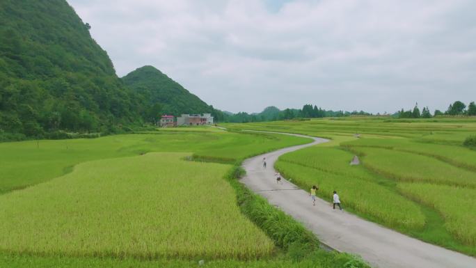 秋收孩子稻田奔跑