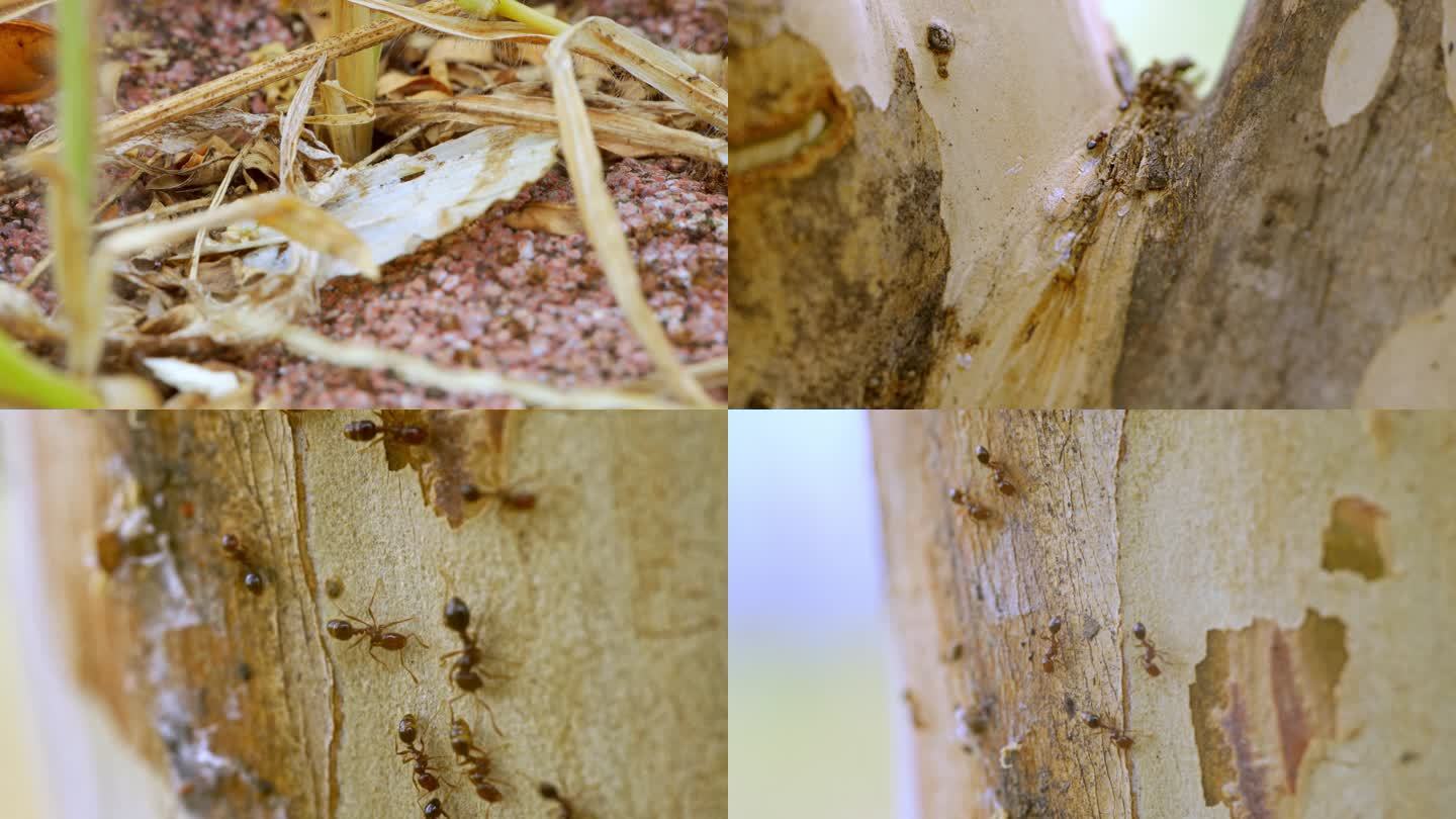 蚂蚁昆虫 蝼蚁、微观世界