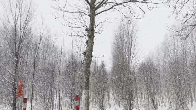 原创户外极速风雪视频