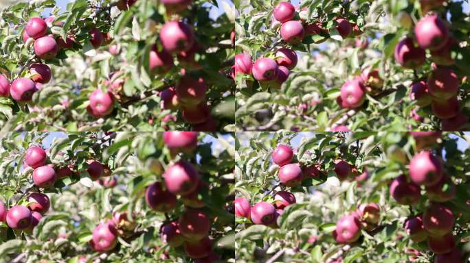 红苹果树与秋季果园苹果采摘
