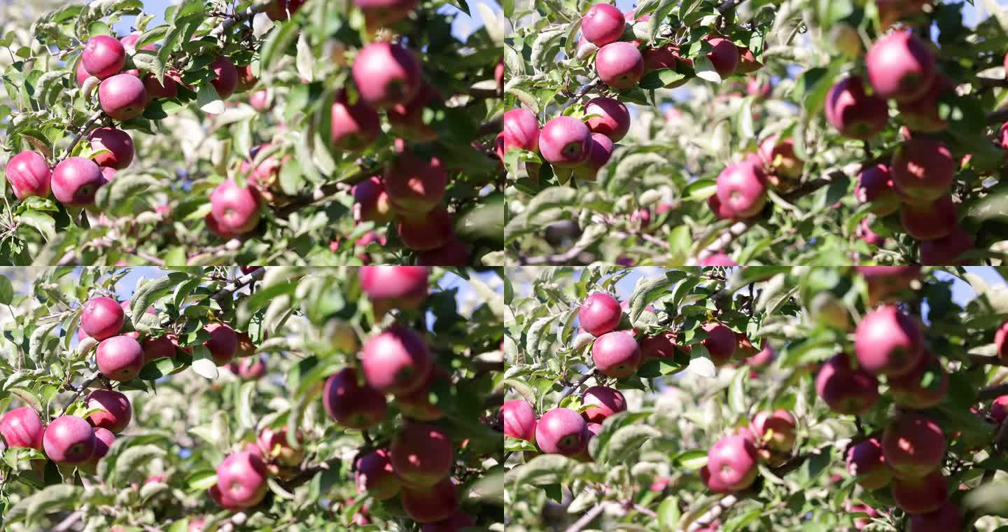 红苹果树与秋季果园苹果采摘