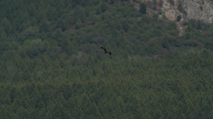 森林上飞翔的鹰