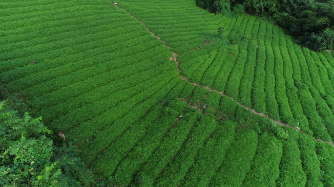 航拍绞股蓝，高山种植，野生绞股蓝，茶