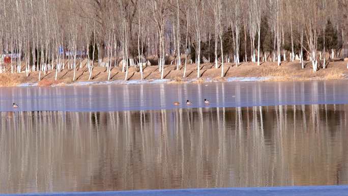 结冰湖面树林湖面上的鸭子