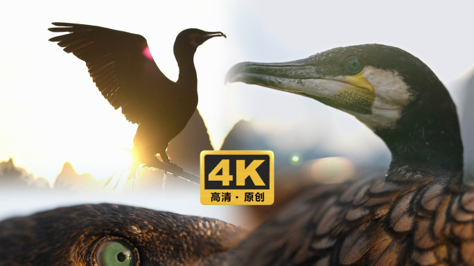4k鱼鹰鸬鹚动物鸟类羽毛微距桂林漓江
