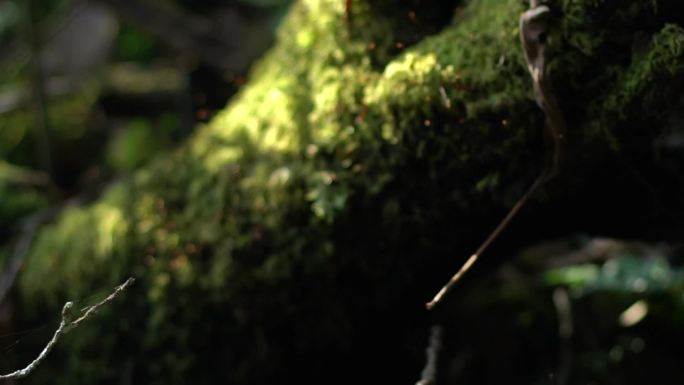 苔藓 生态 森林小景特写