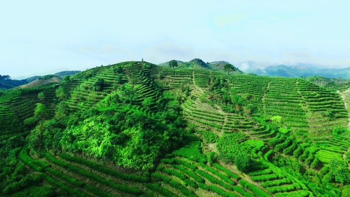 摘茶 采摘 茶叶 原生态 功夫茶 潮汕