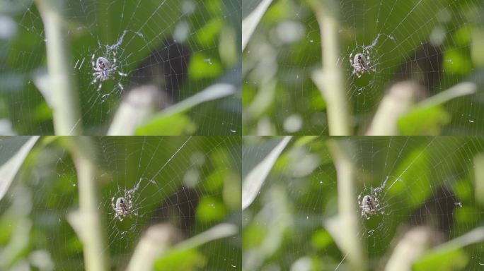 蜘蛛捕食