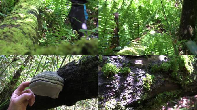 秦岭大山里的林芝灌木和植物实拍合集