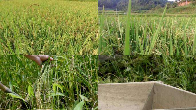 原生态水稻丰收
