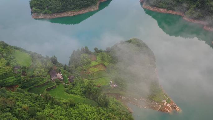 高山云雾云海茶