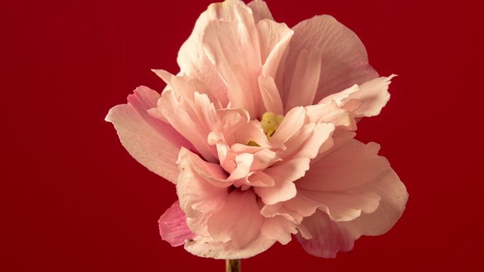 一朵芙蓉花在红色背景上绽放和生长的4k时间间隔。盛开的百合花。