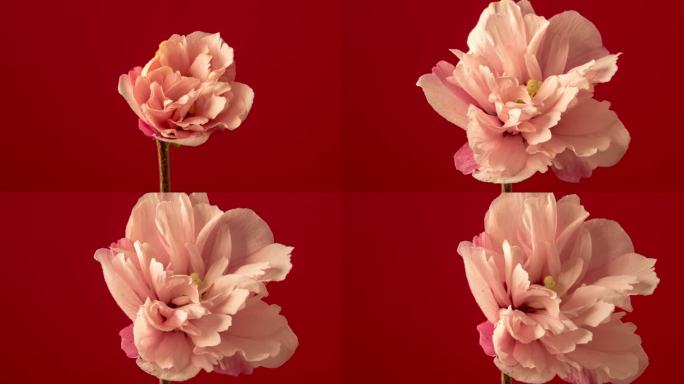 一朵芙蓉花在红色背景上绽放和生长的4k时间间隔。盛开的百合花。