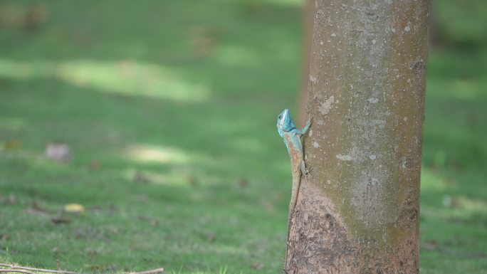 白唇树蜥趴在树干上